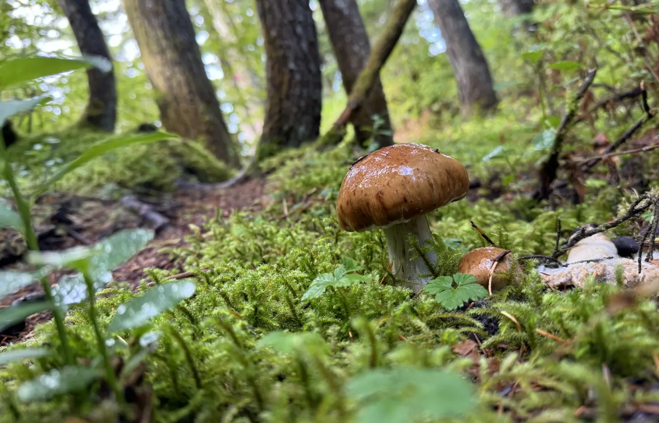 Ukritic Scalable & Reliable Teams